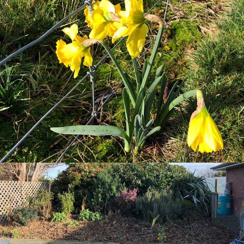 Confused daffodil