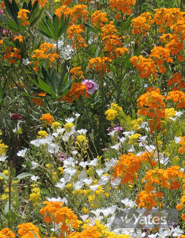 Yates Wildflower Tough & Hardy In Situ 56183