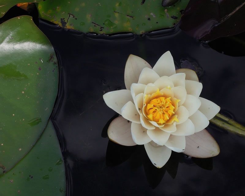 Lotus