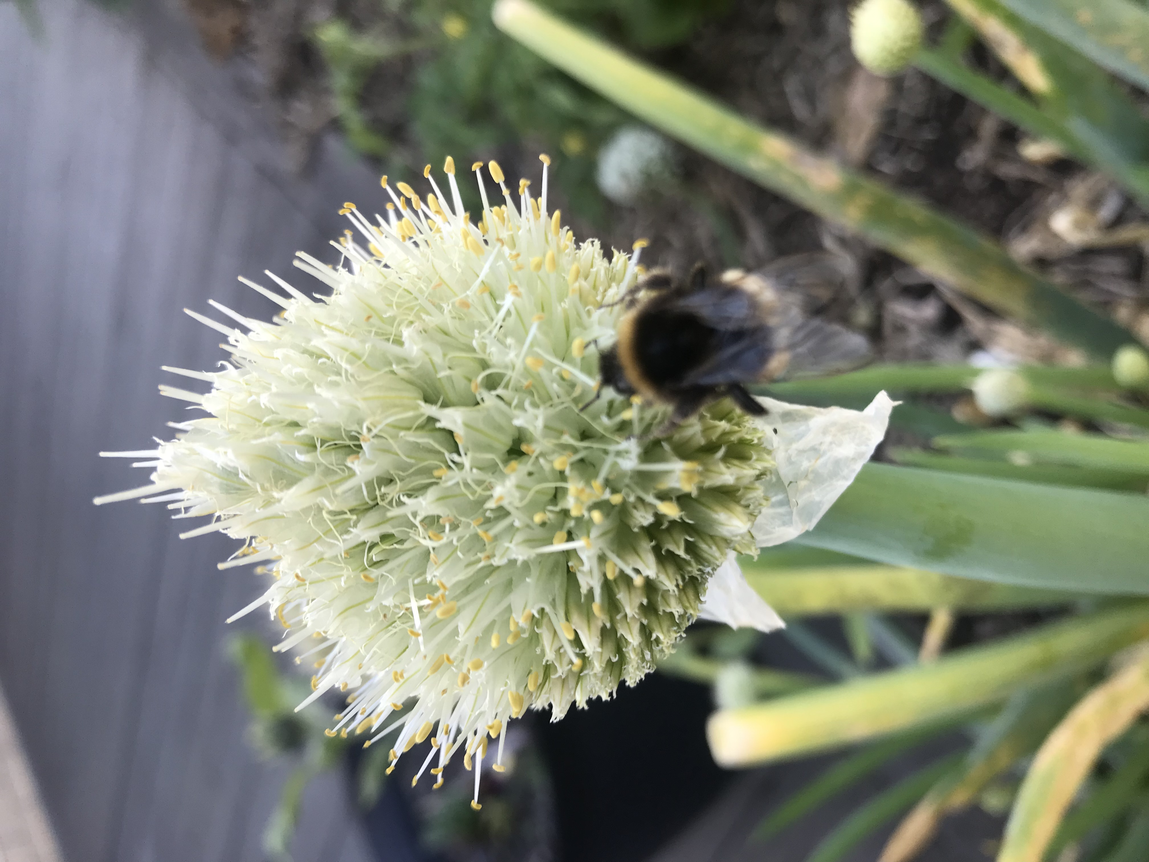 Letting Spring onions go to seed 