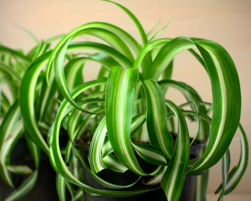 Spider Plant