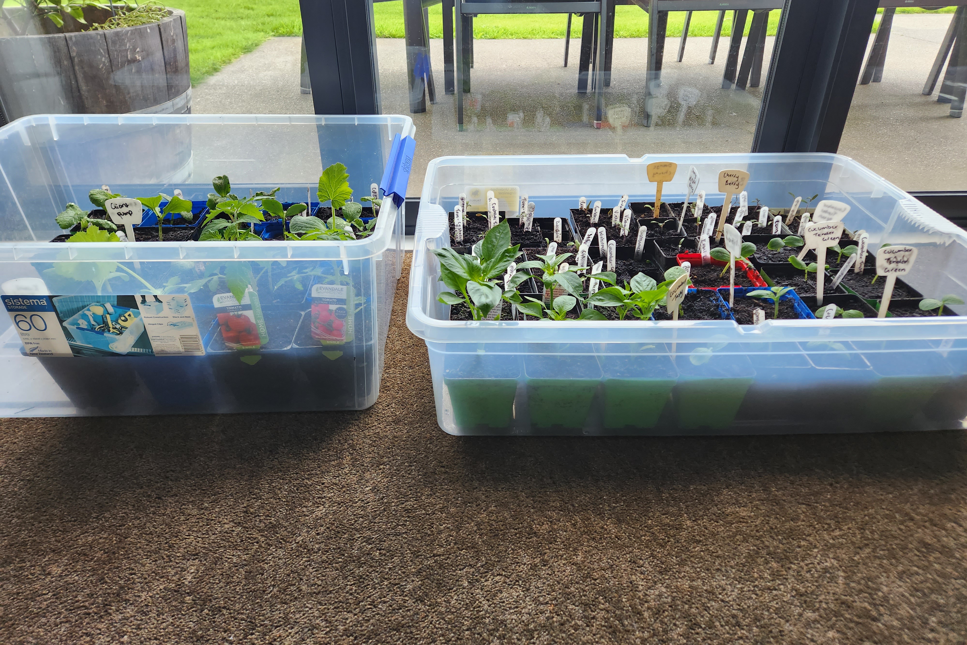 My babies are growing up