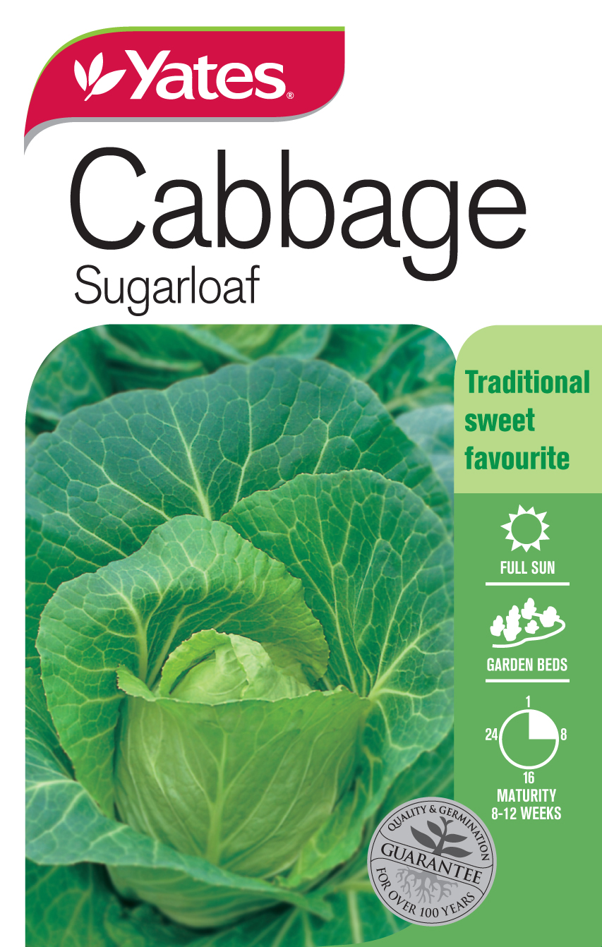 Cabbage 'Sugarloaf' Heirloom