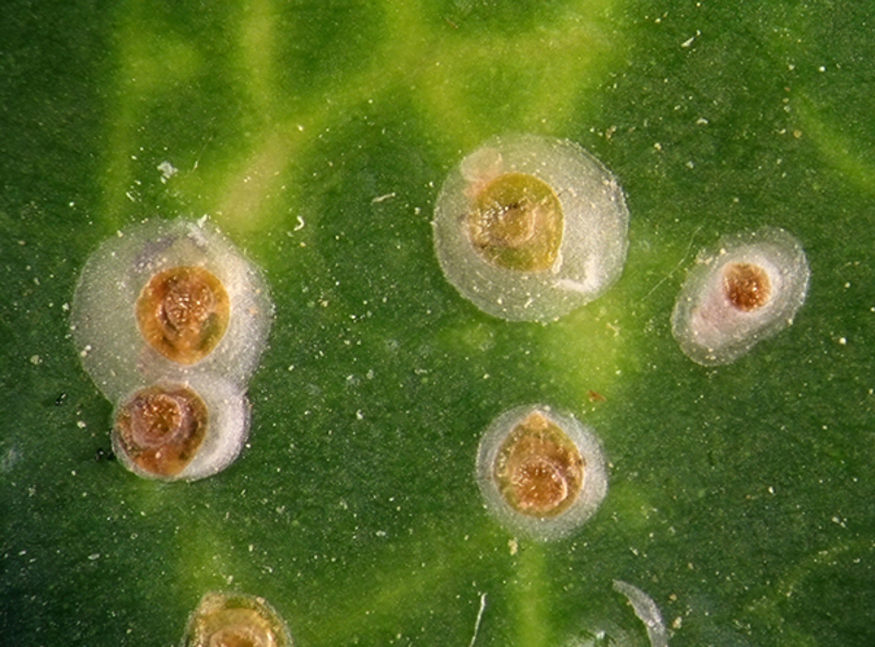 Oleander Scale (Aspidiotus nerii)