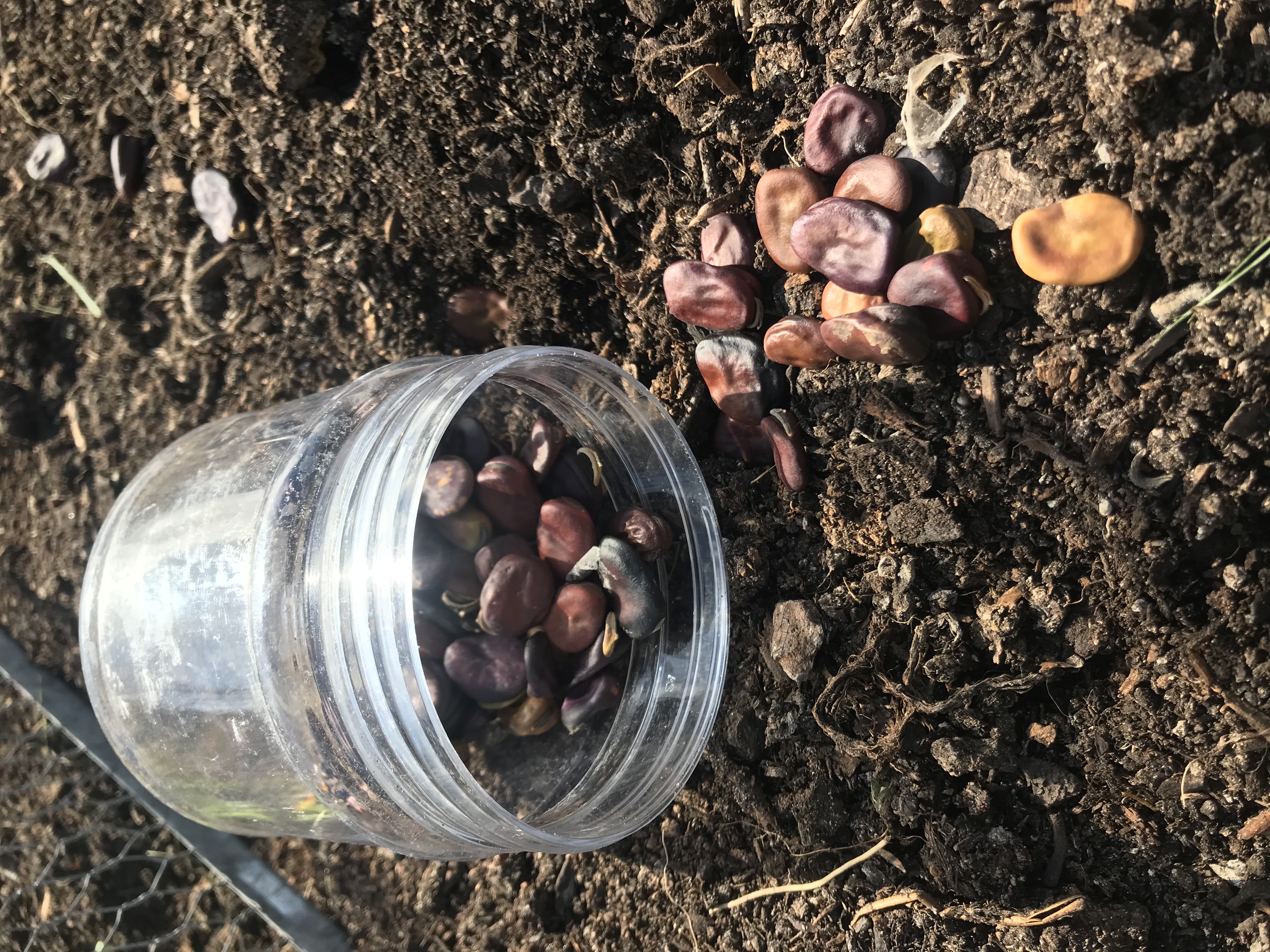 Planting broad beans to share 