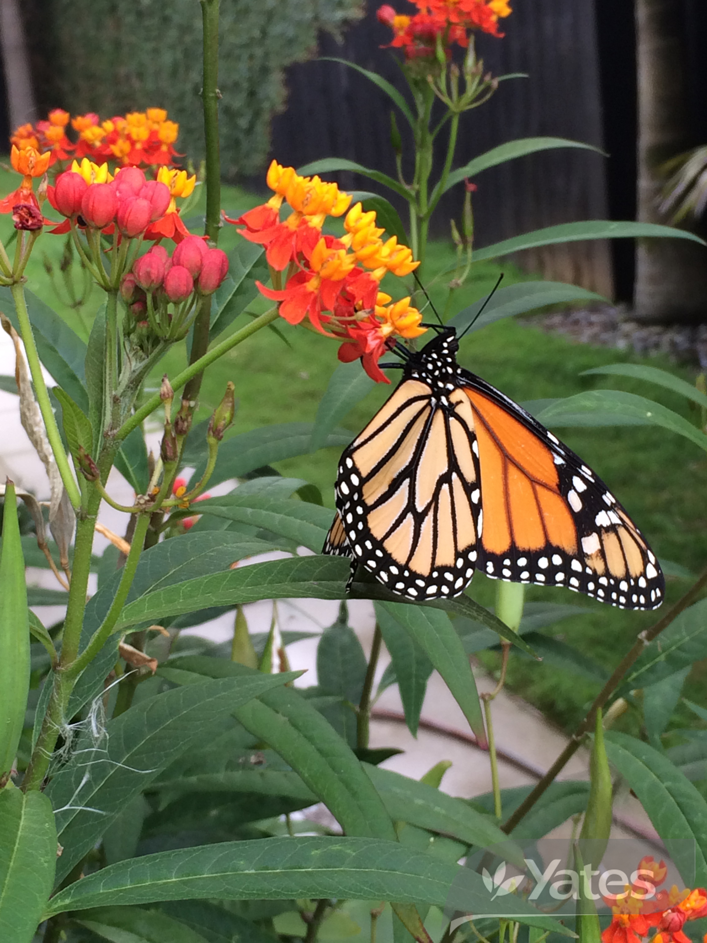 Monarch On Asclepias Silky Mix Product