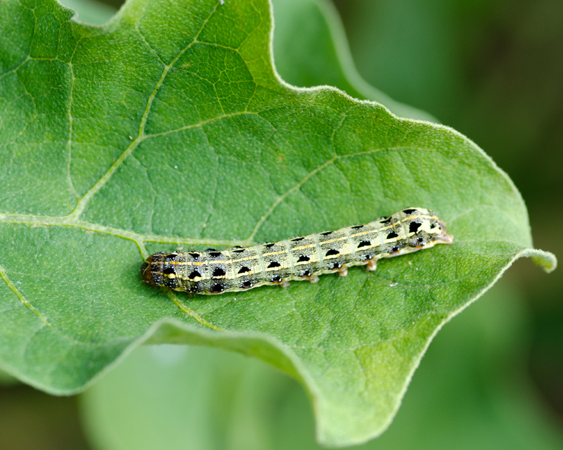 Armyworm