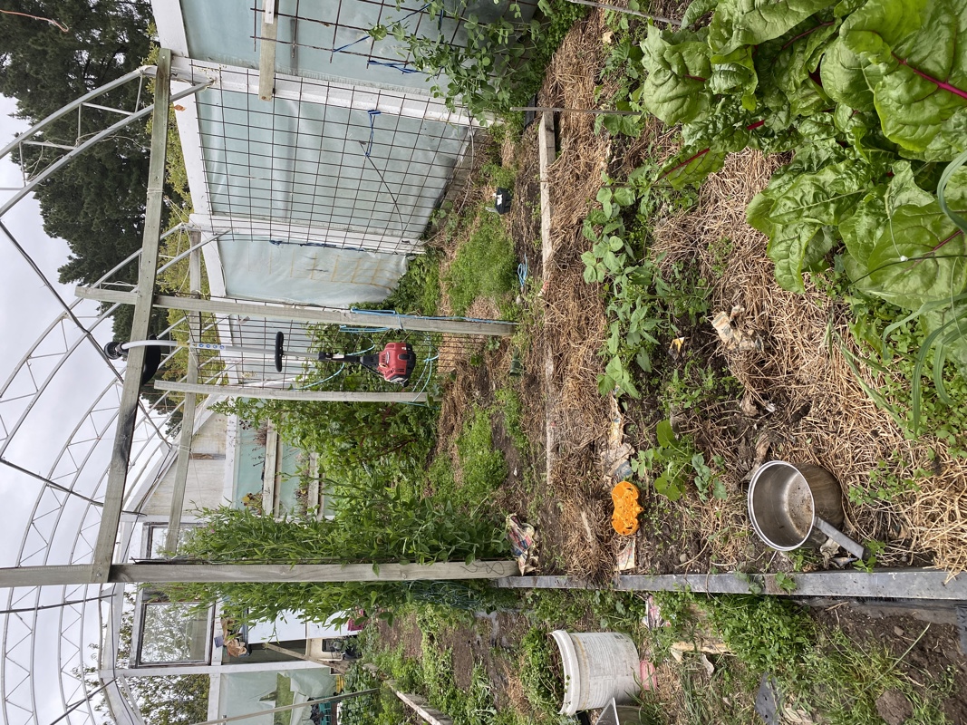 The jungle is growing