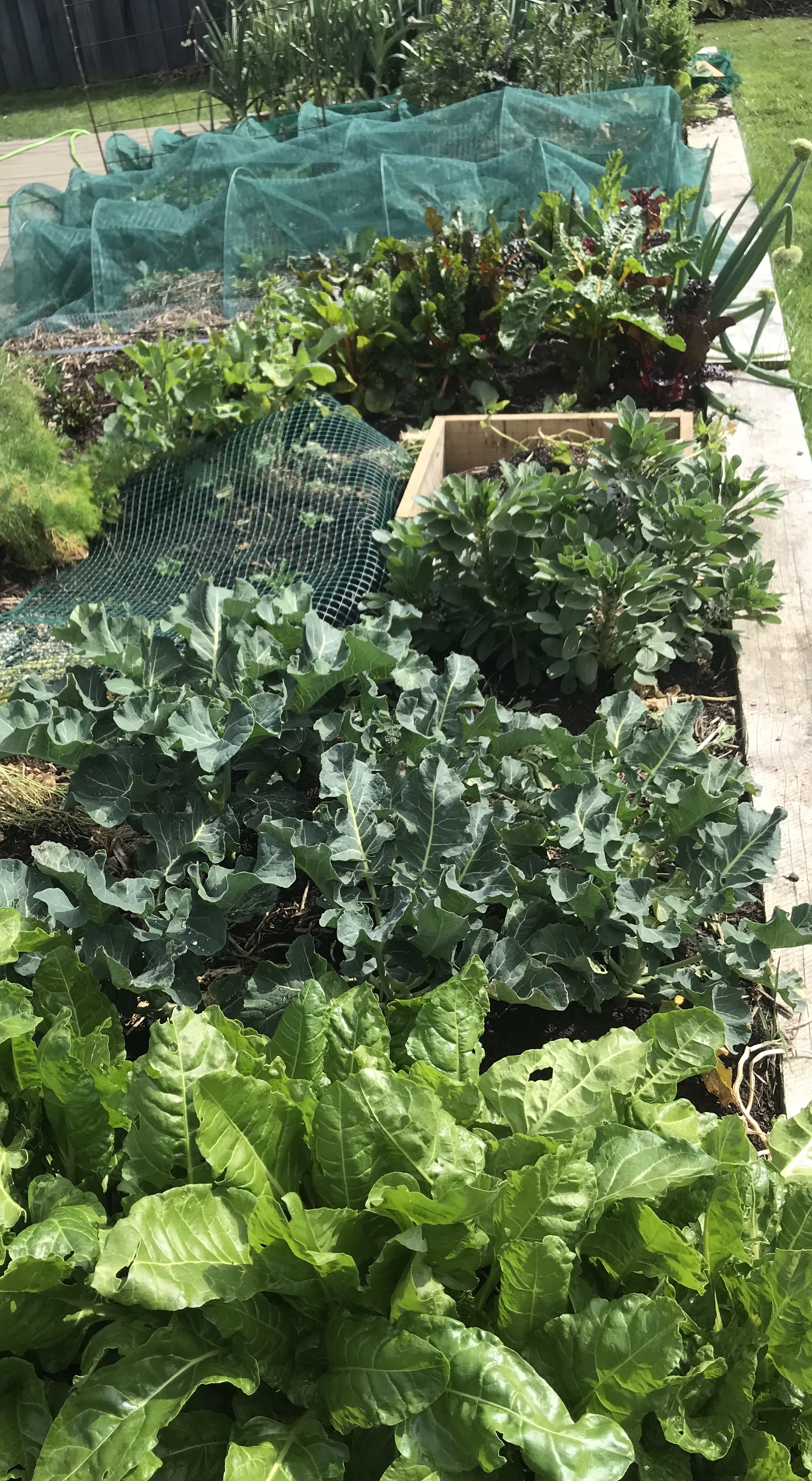 Still plenty of food in my garden 