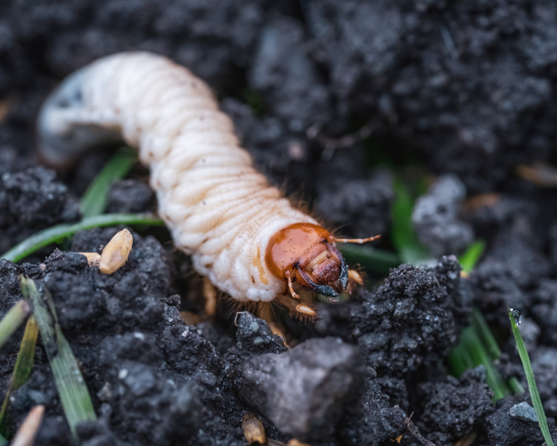 Grass Grub