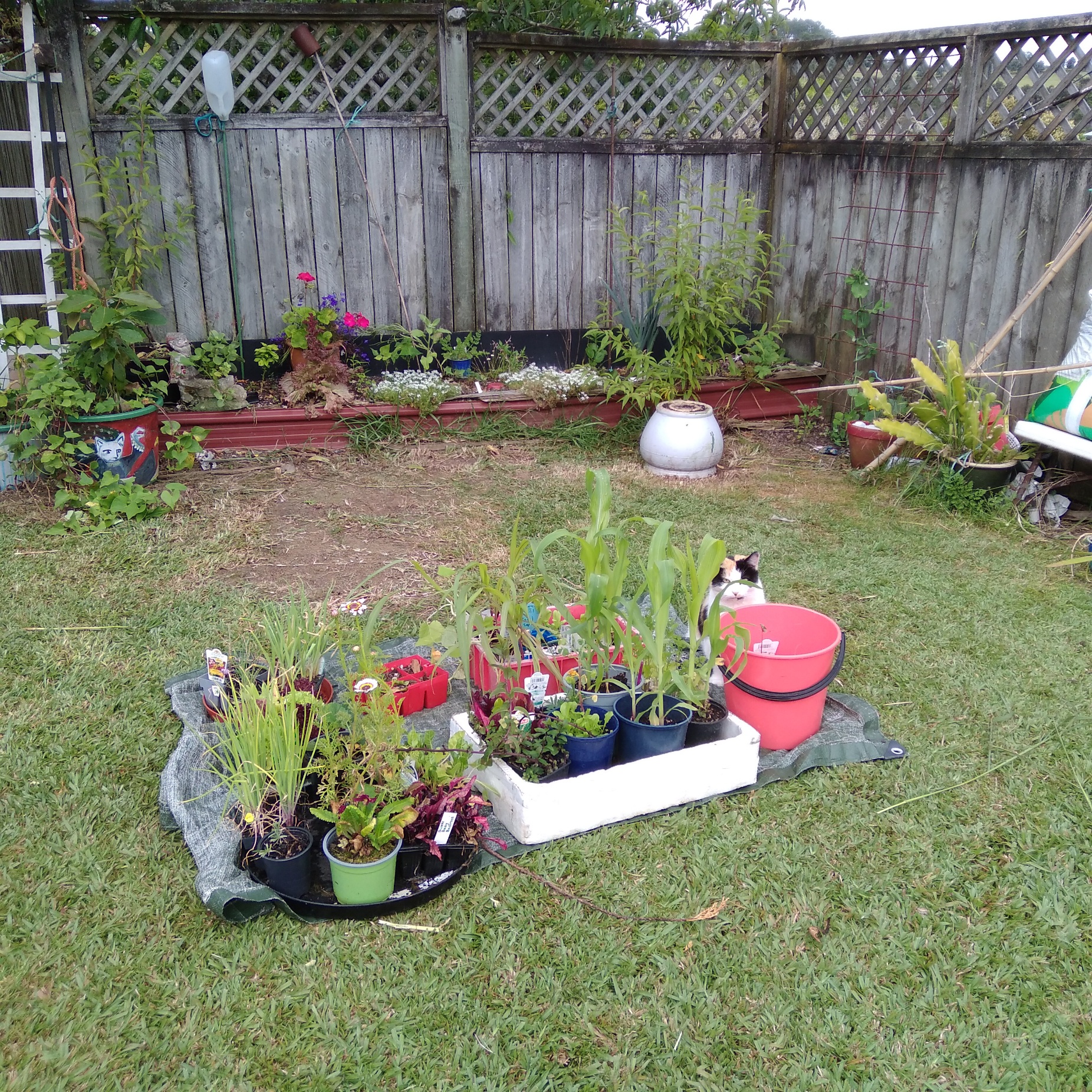 Garden just feels 'sad'