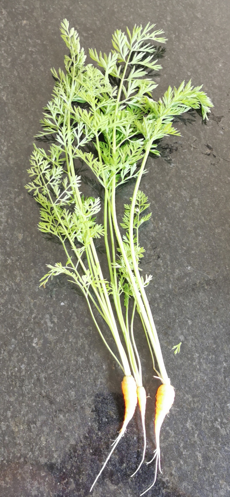 Toilet roll carrots! (4th blog)