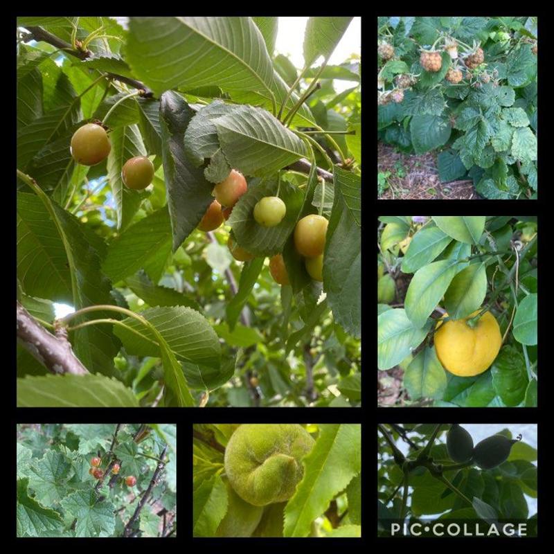 Fruitful fruits 
