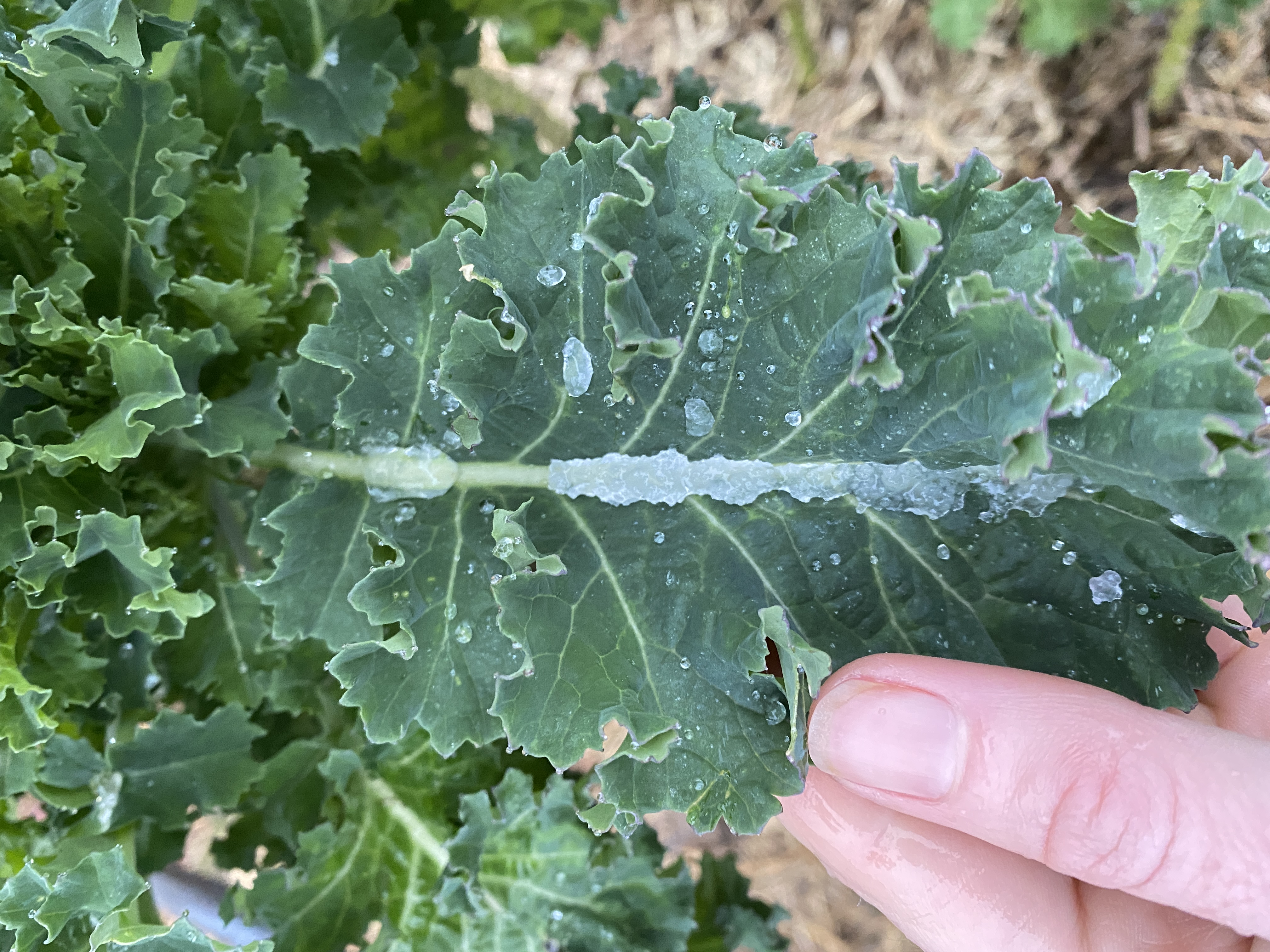 Kia ora from Canterbury