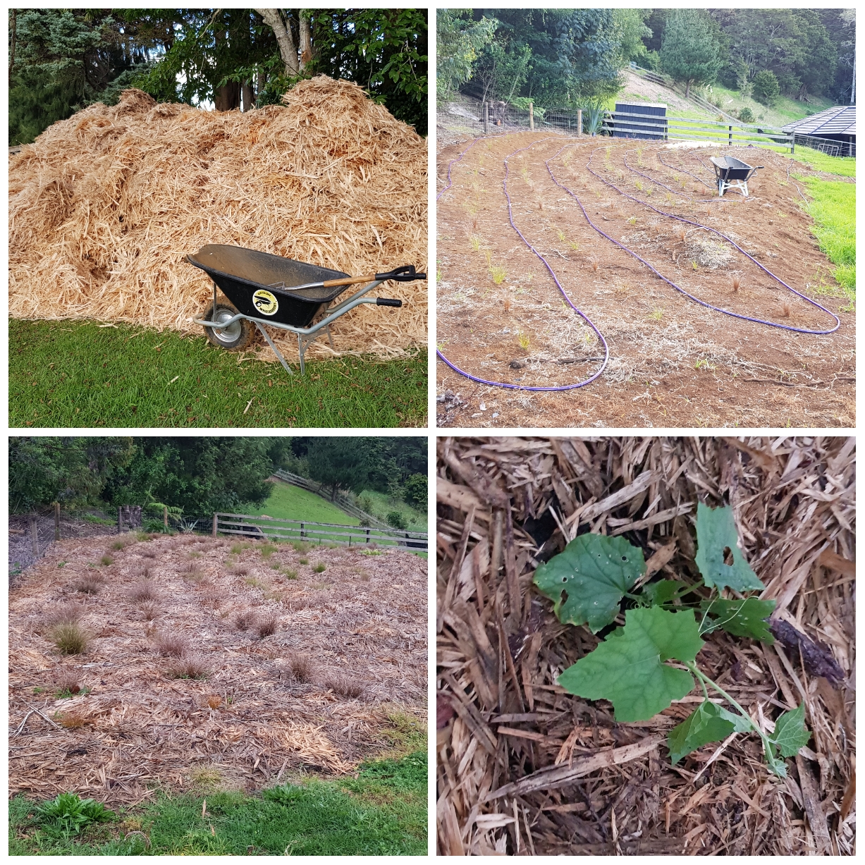 Hope They Luffa Lot Of Poo Water