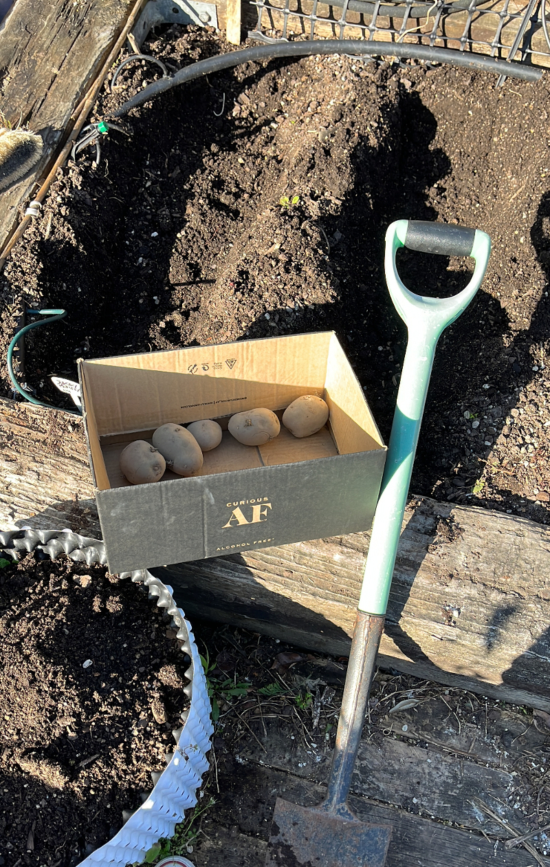 Productive gardening and now the Spuds are in!! 