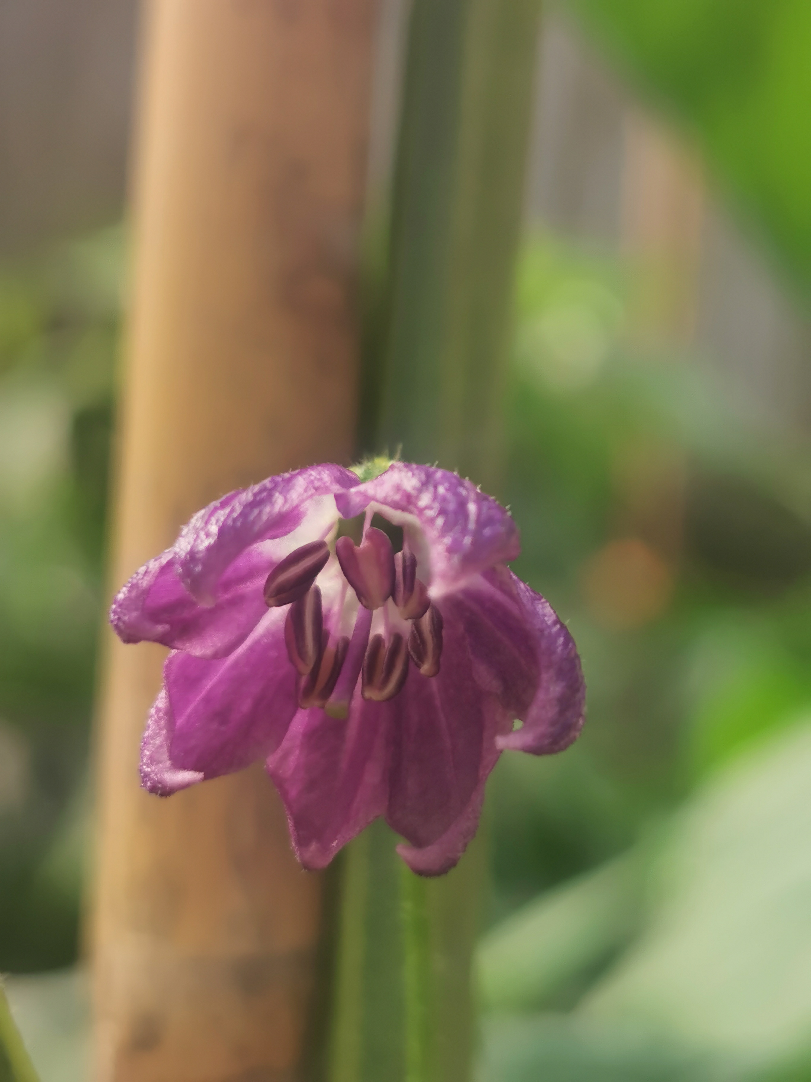  Purple flowers for rocoto chilli