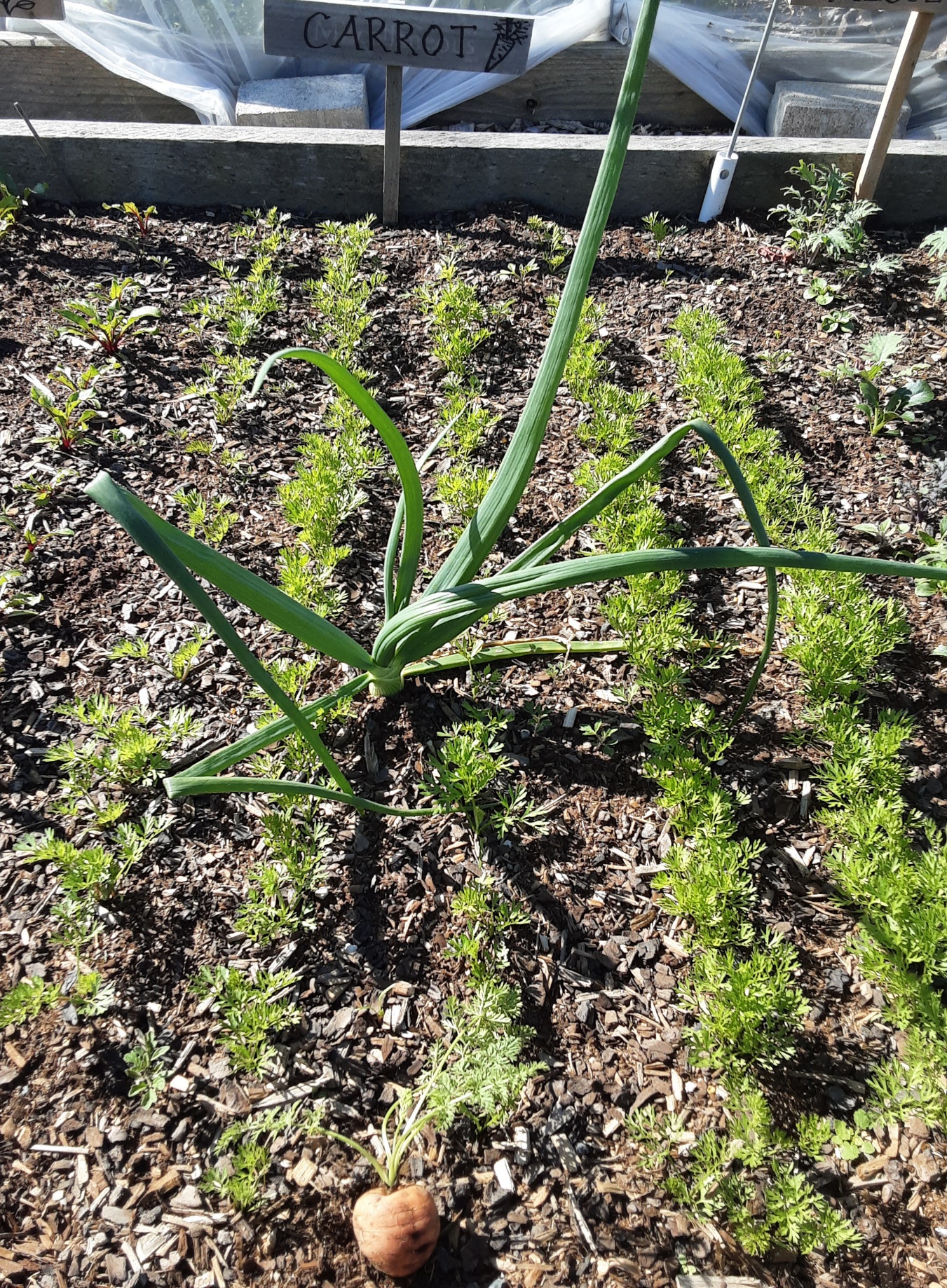 Carrot success ... hopefully!