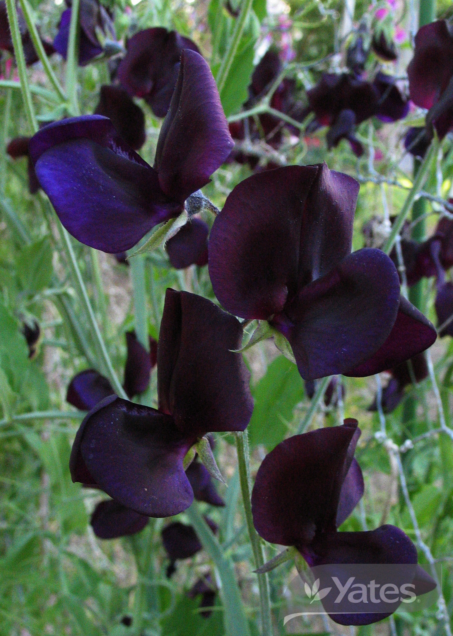Liquorice Sweet Pea Product
