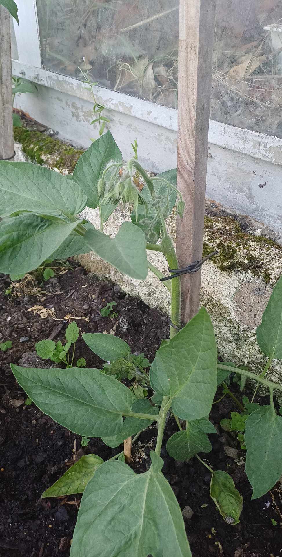 Flowers on my tomatoes!