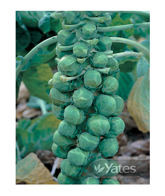 Brussels Sprouts Drumtight Product