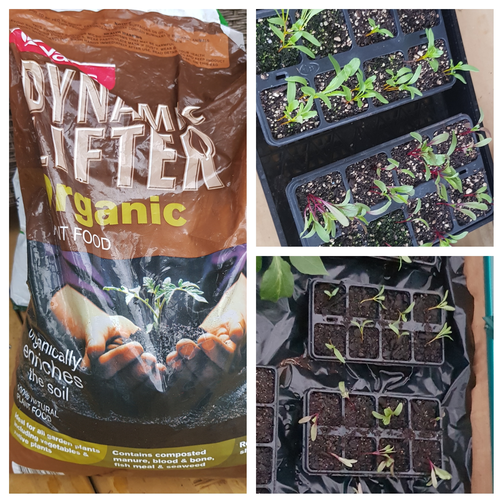 Hoping For Dynamic Results 