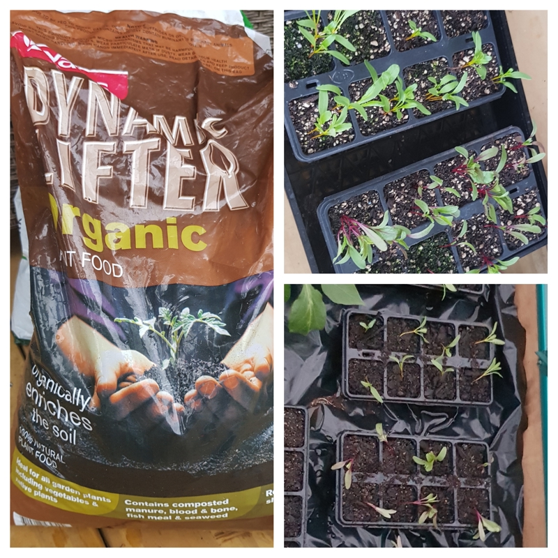 Hoping For Dynamic Results