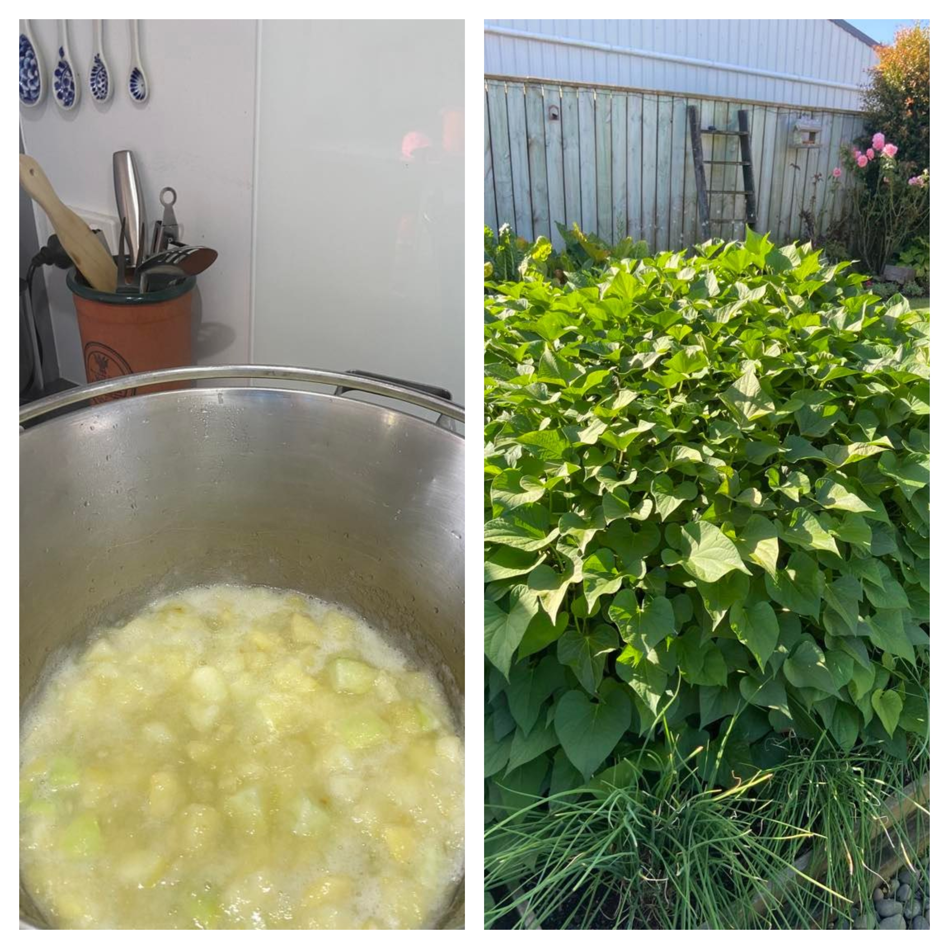 Preserving the Harvest Part 3 (and a kumara update)