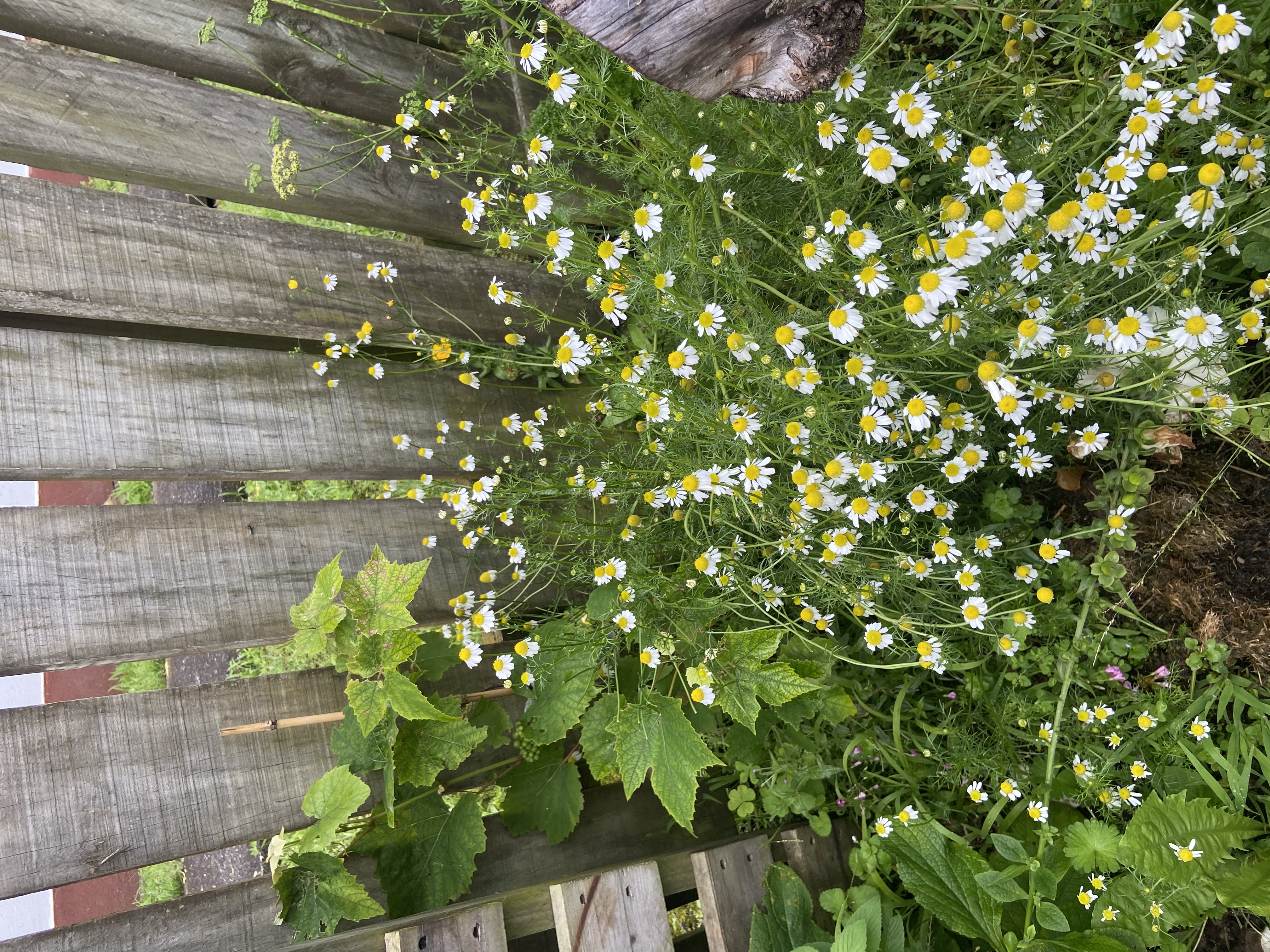 Chamomile 