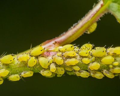 Plant Problem Solver