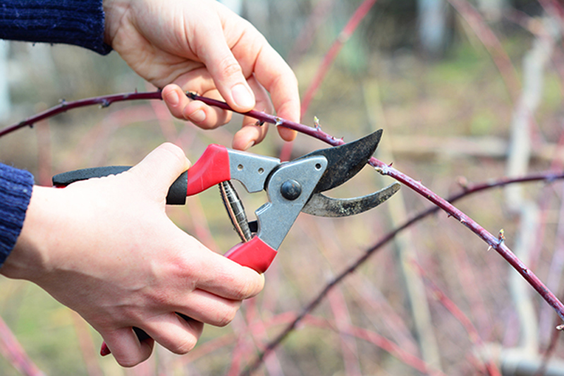 Pruning a berry cane with secateurs