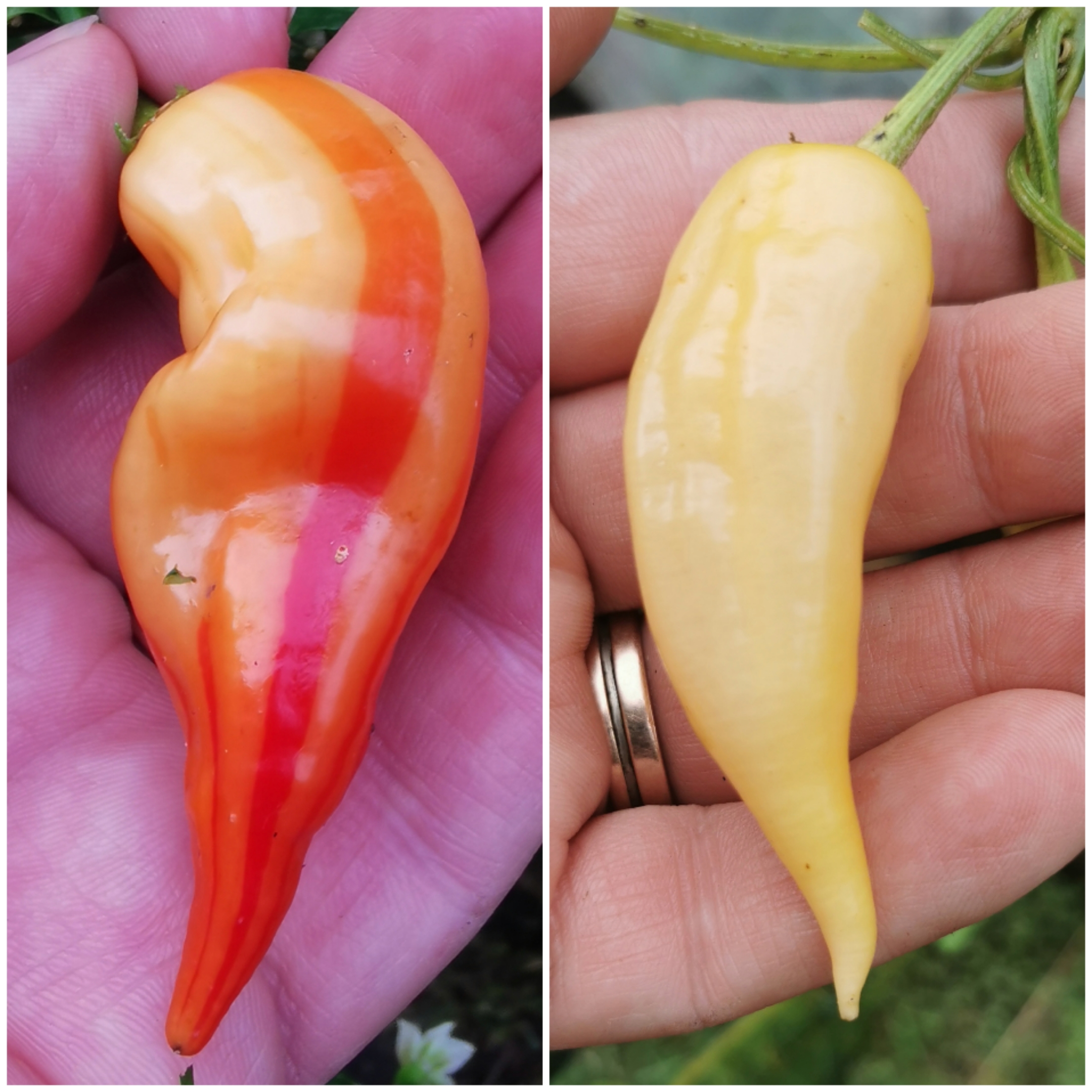 Sugar Rush... The Lolly Peppers