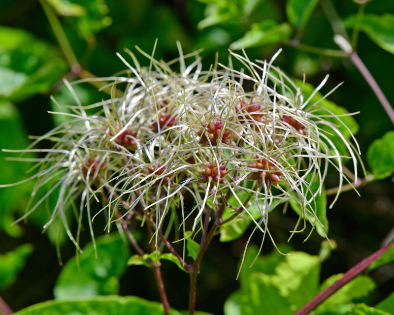 Old Man's Beard