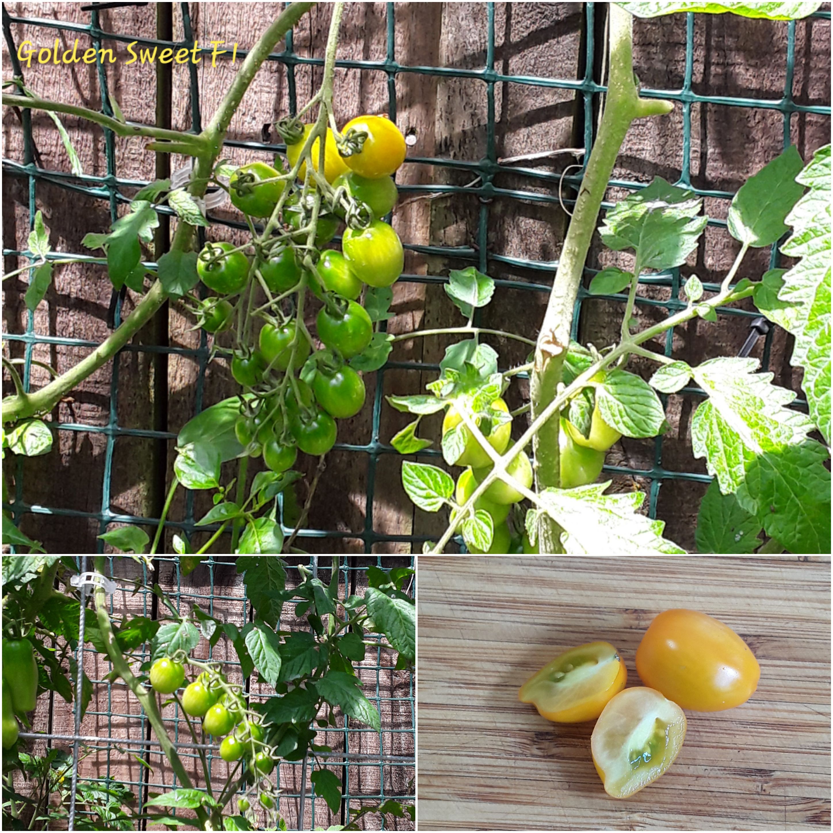 Golden Sweet F1 Overview