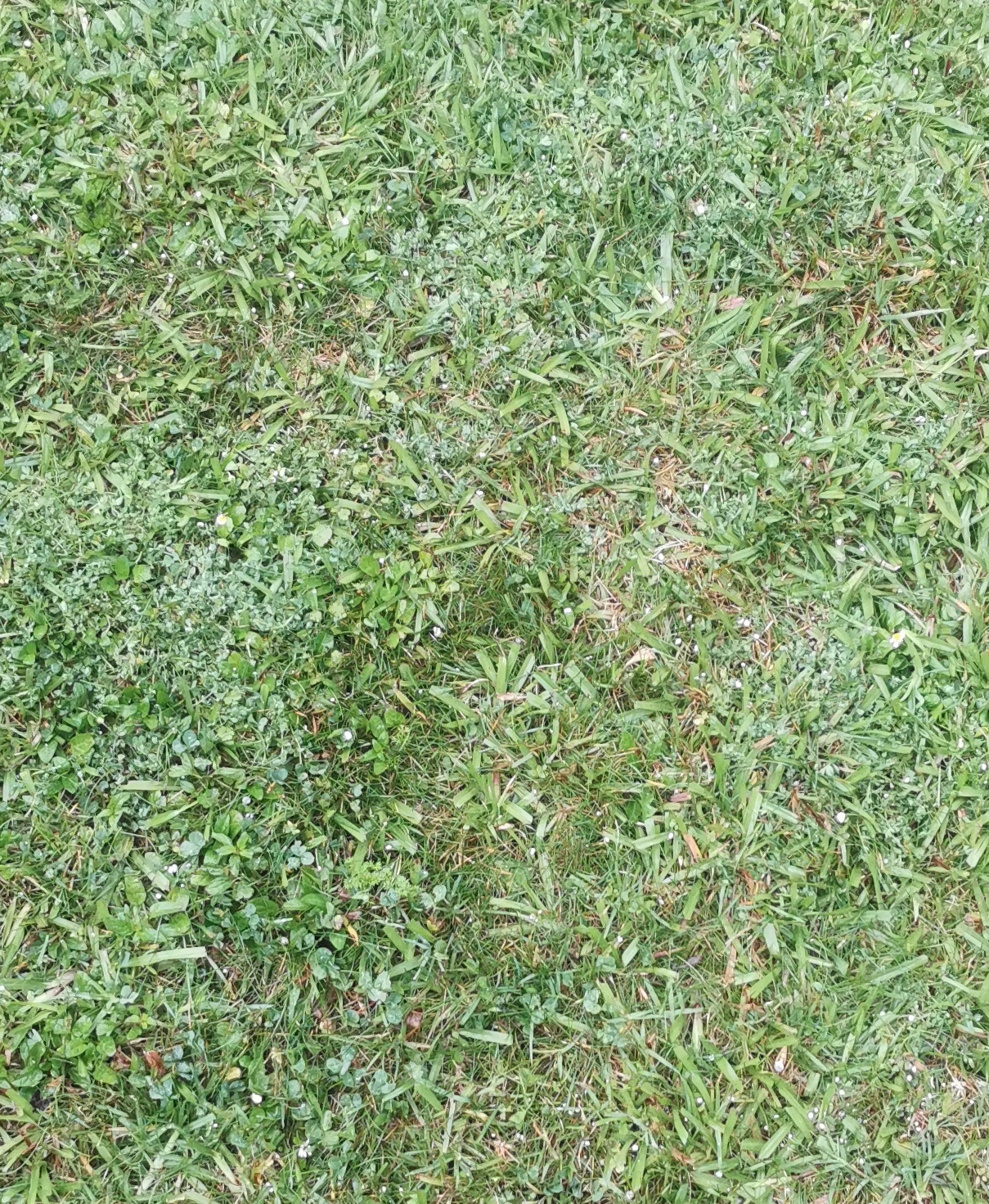 My lawn battle is won! 