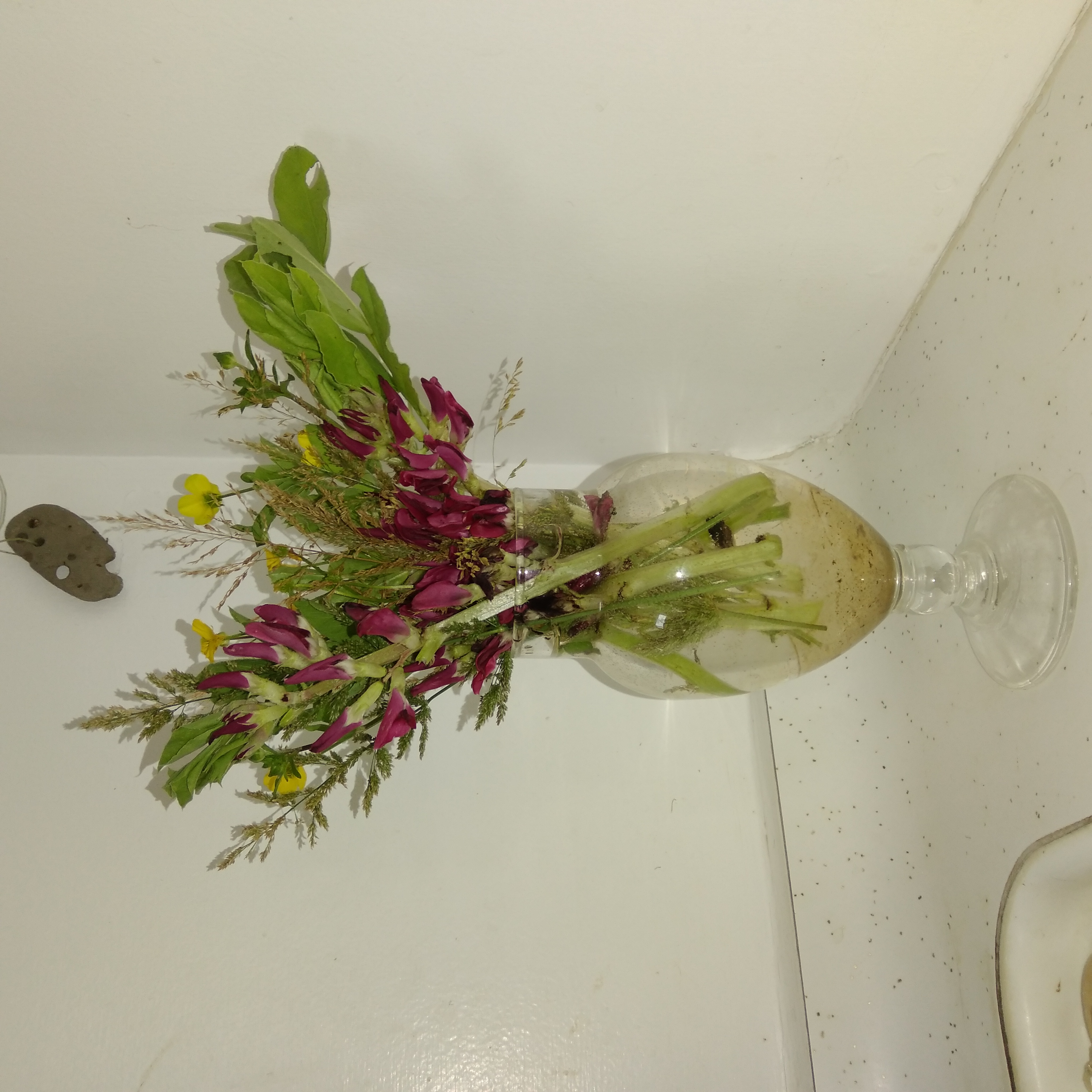 Crimson Broad Beans and Wildflowers