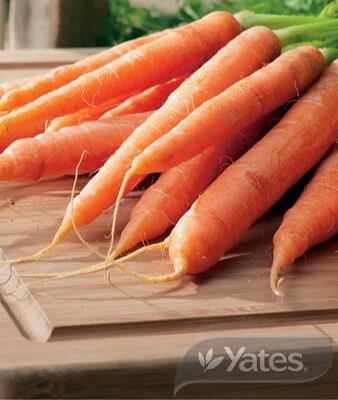 Carrots All Season Product