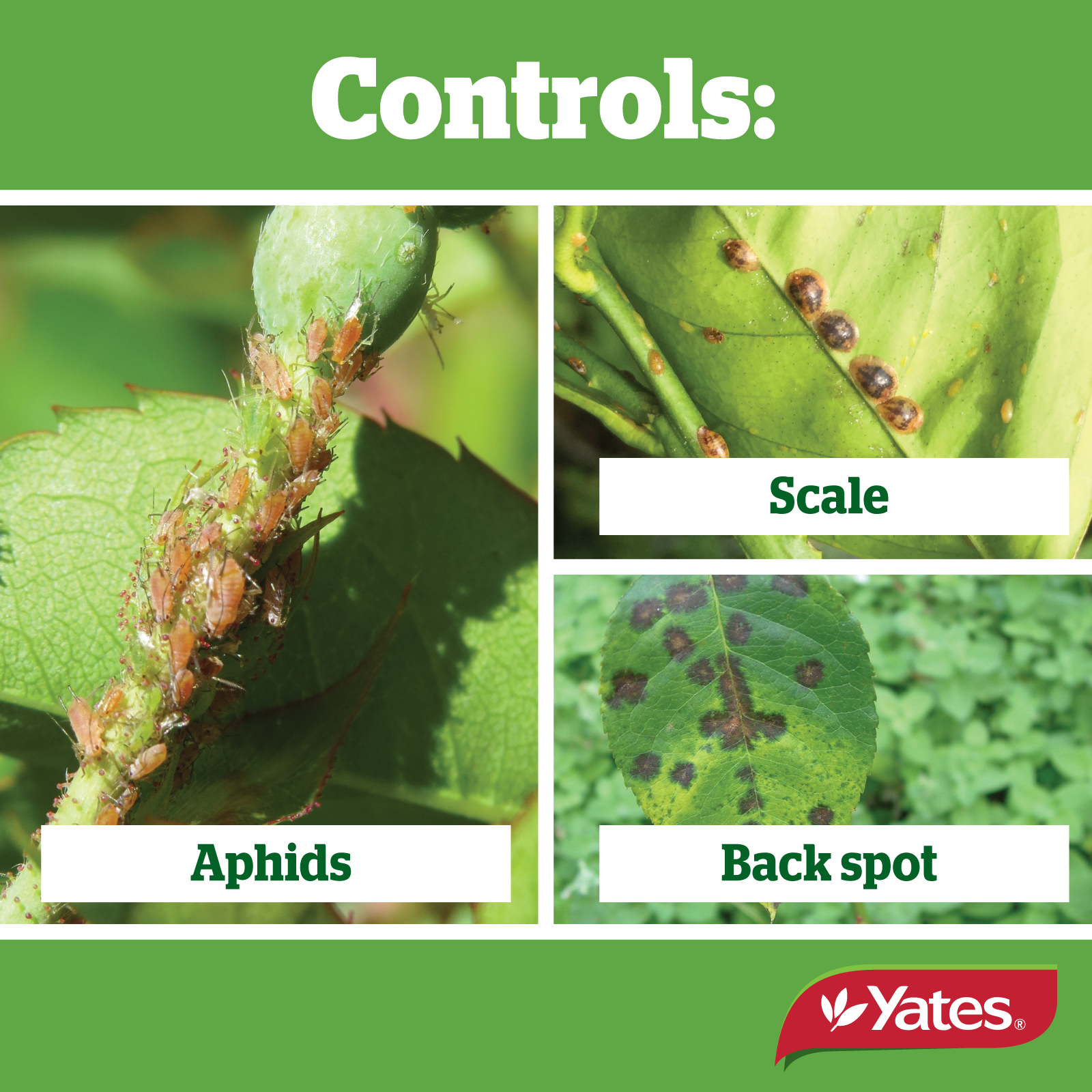 Yates Web Info ROSE GUN4