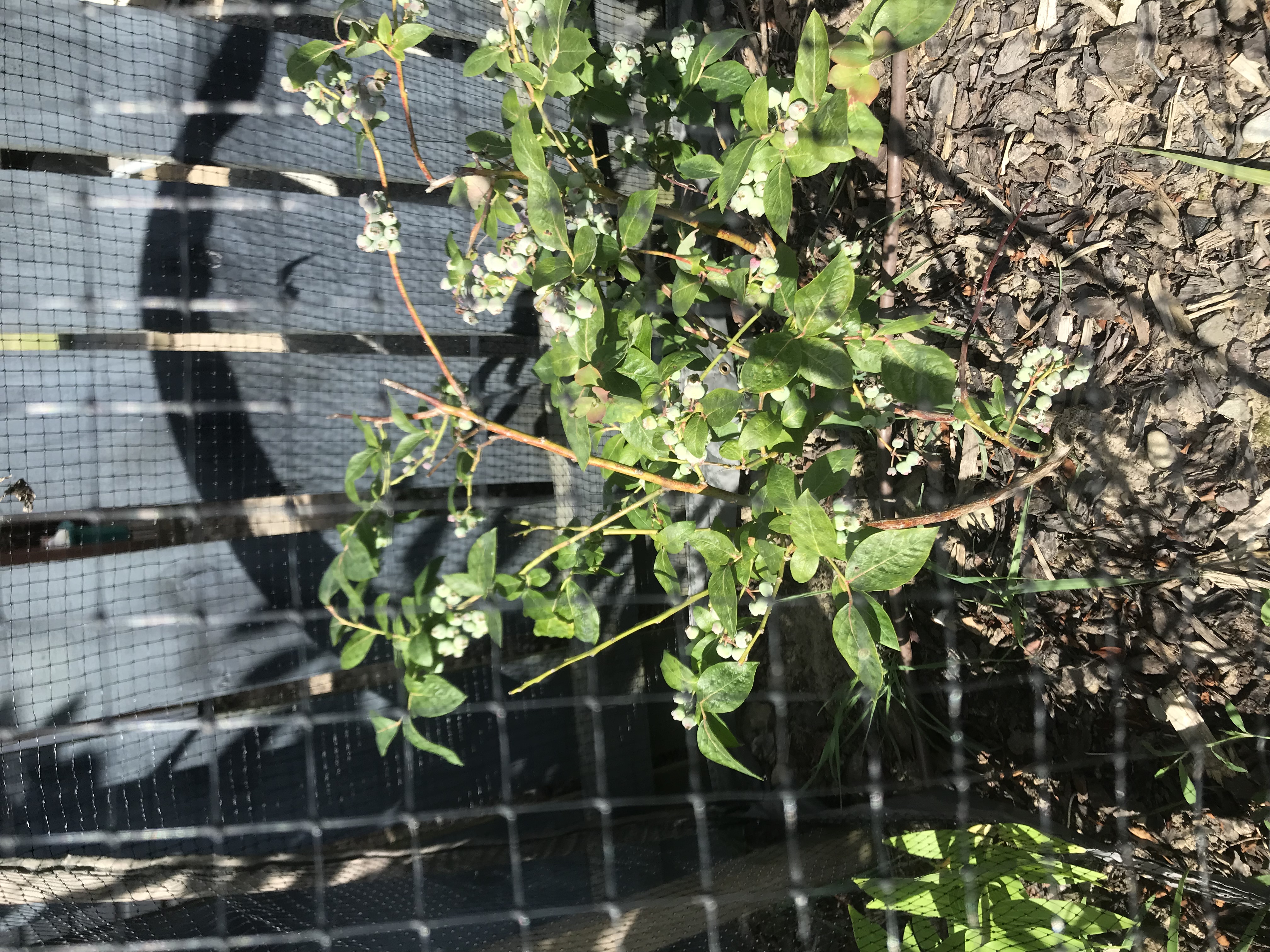 I’m going to beat the birds to my blueberries 