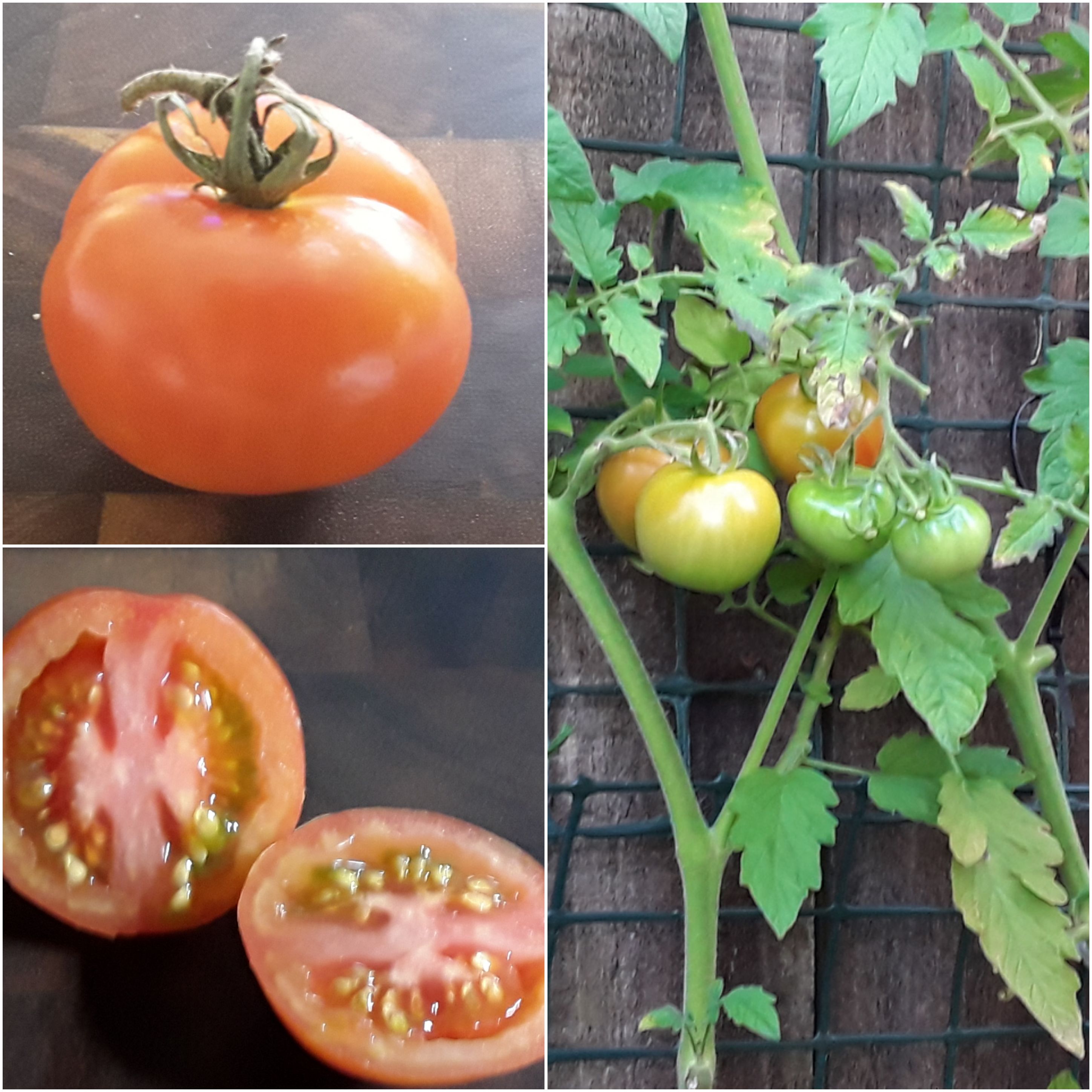 Money Maker Final Blog