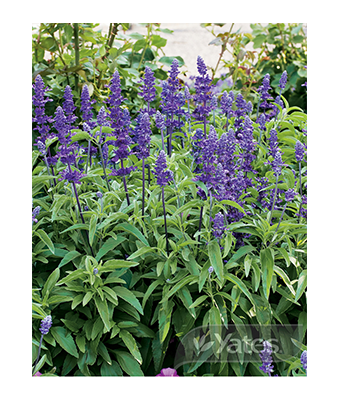 Salvia Blue Bedder Product