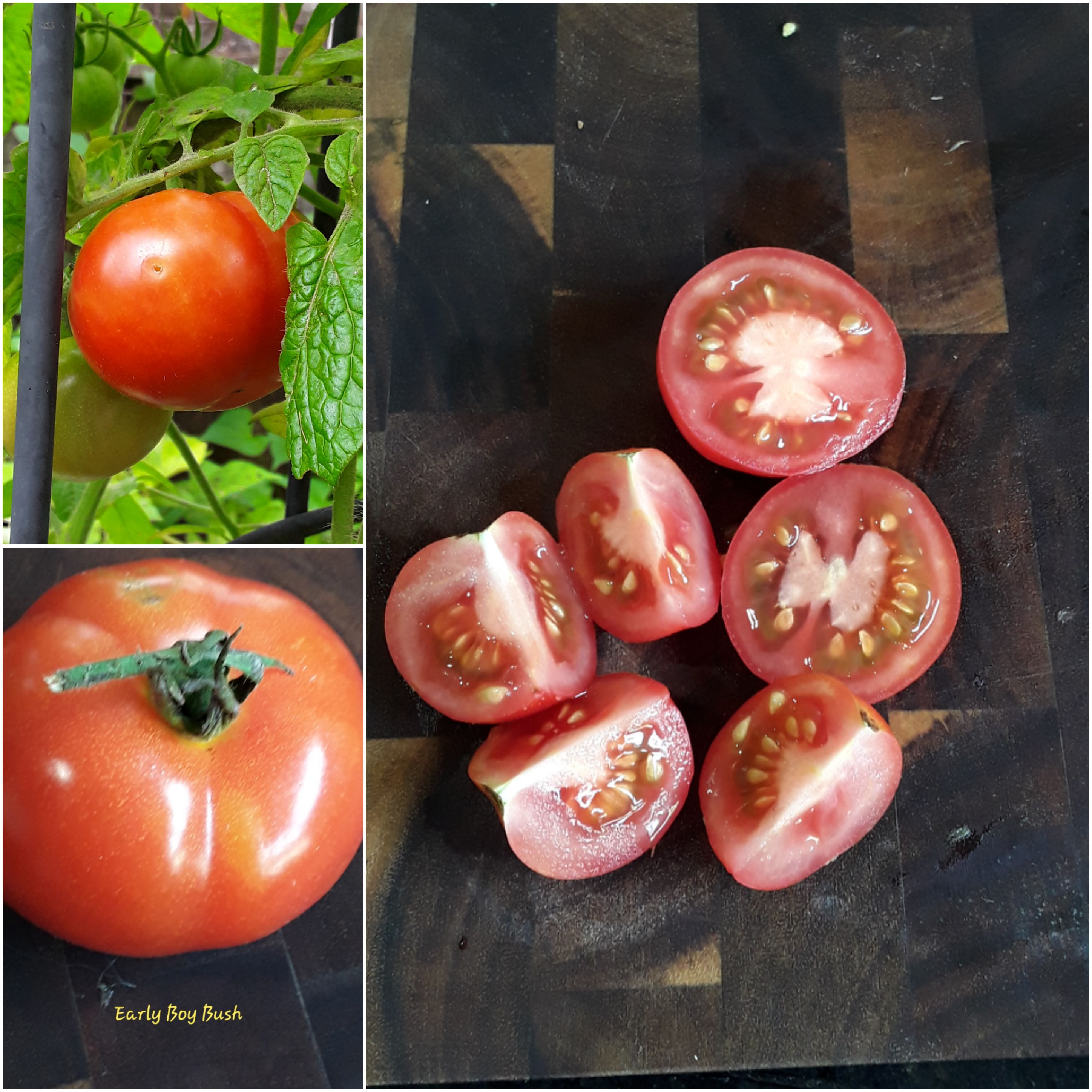 Early Boy Bush F1 ... final thoughts.