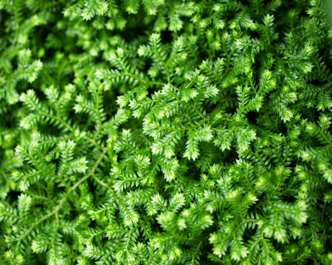 African Club Moss