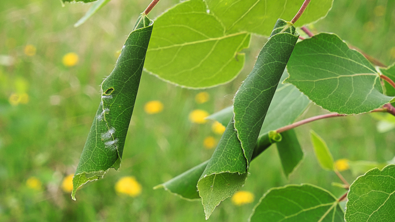 Leafroller Problem Page