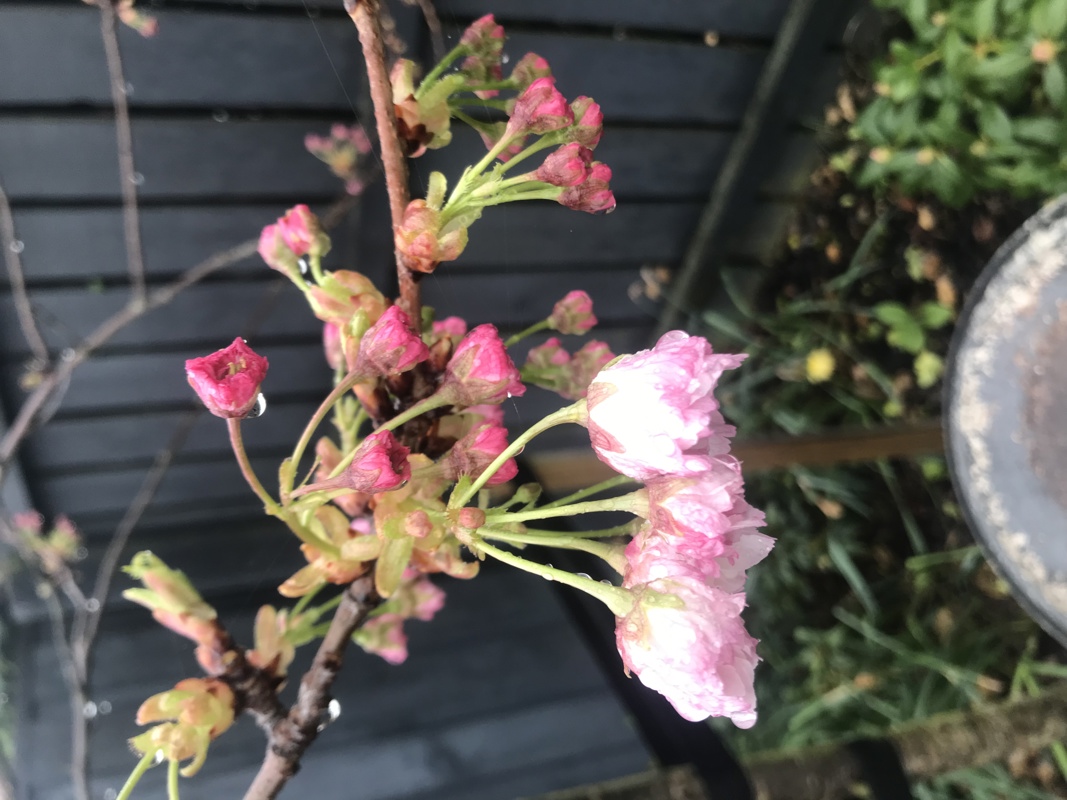 Flowering cherry blossoms