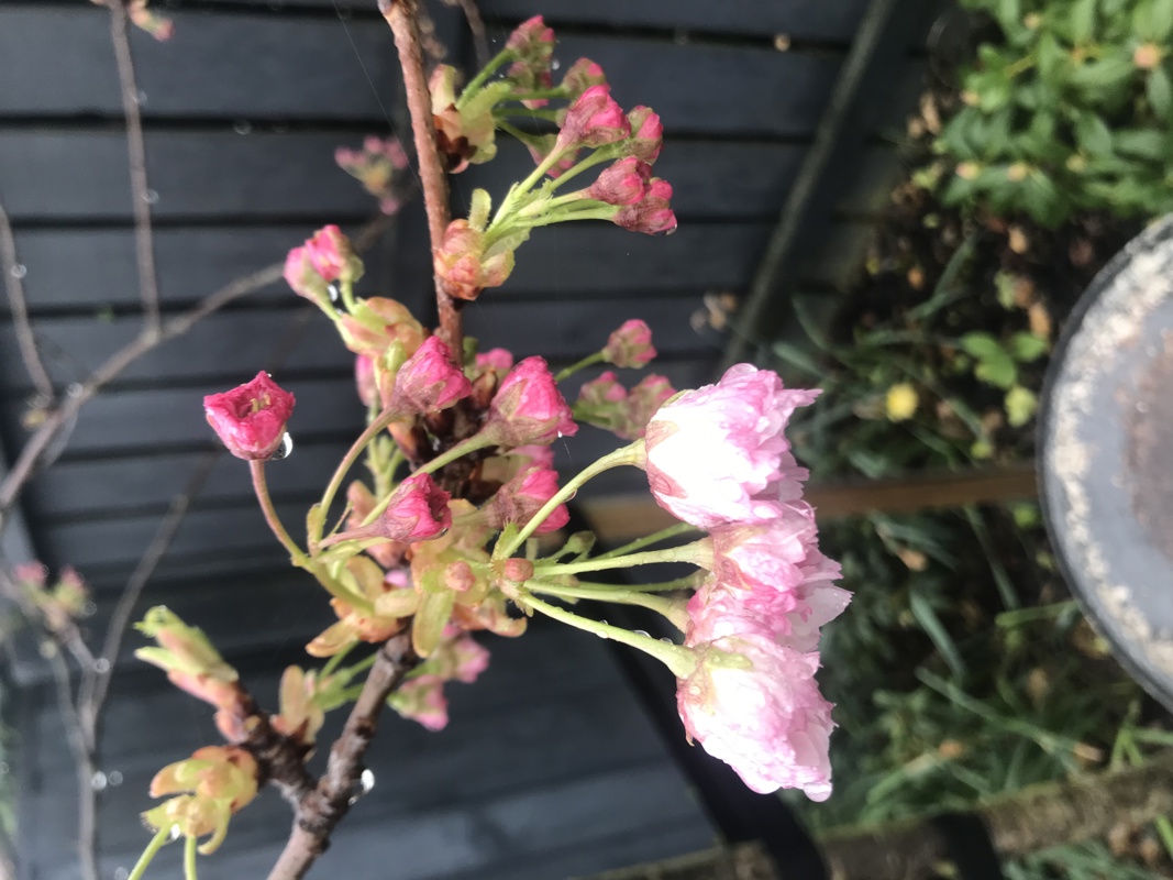 Flowering cherry blossoms 