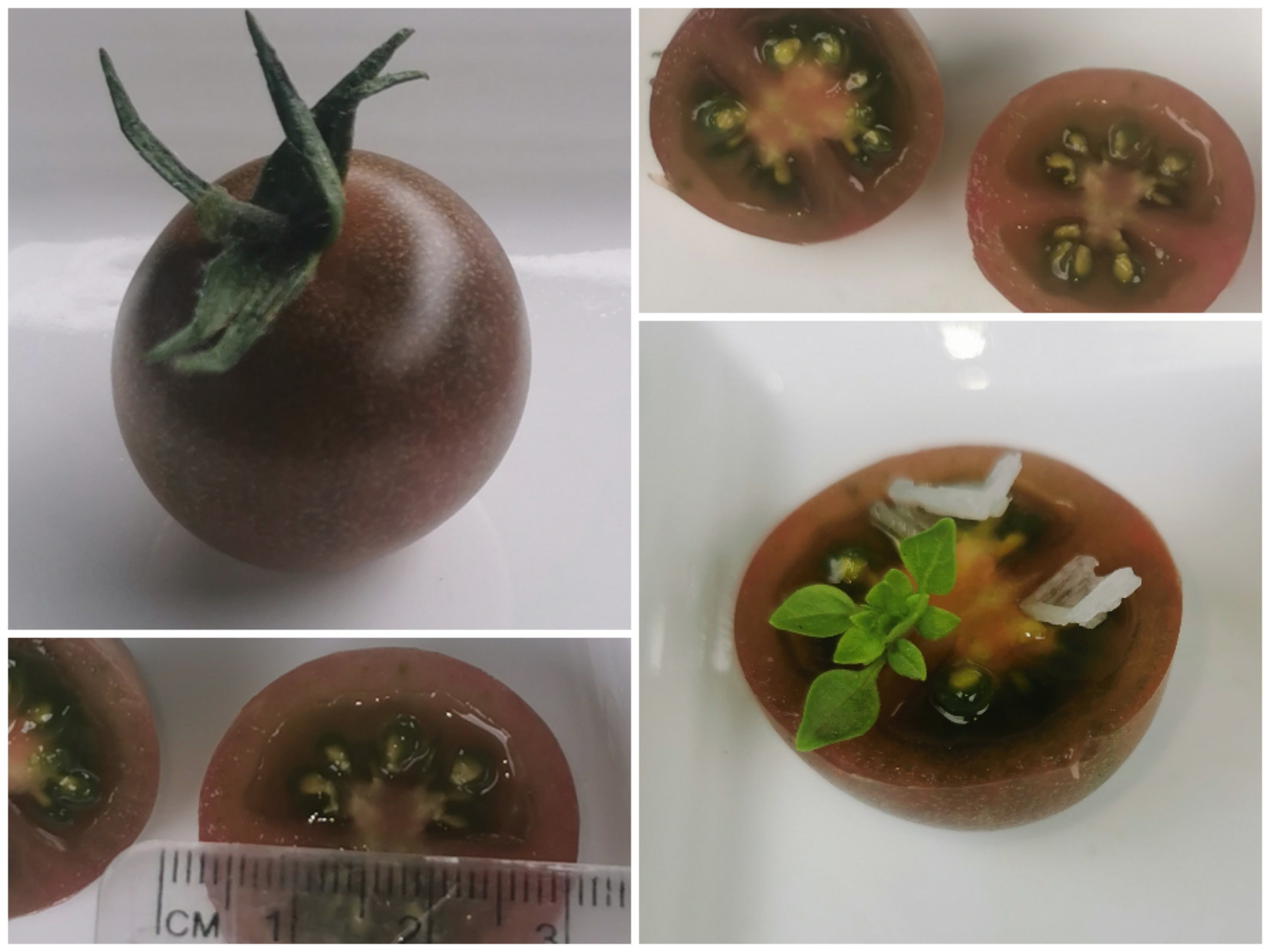 Mystery Volunteer...