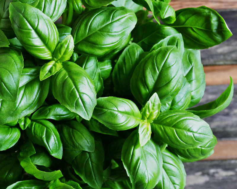 Basil