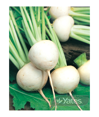 Japanese Turnip Hakurei Product