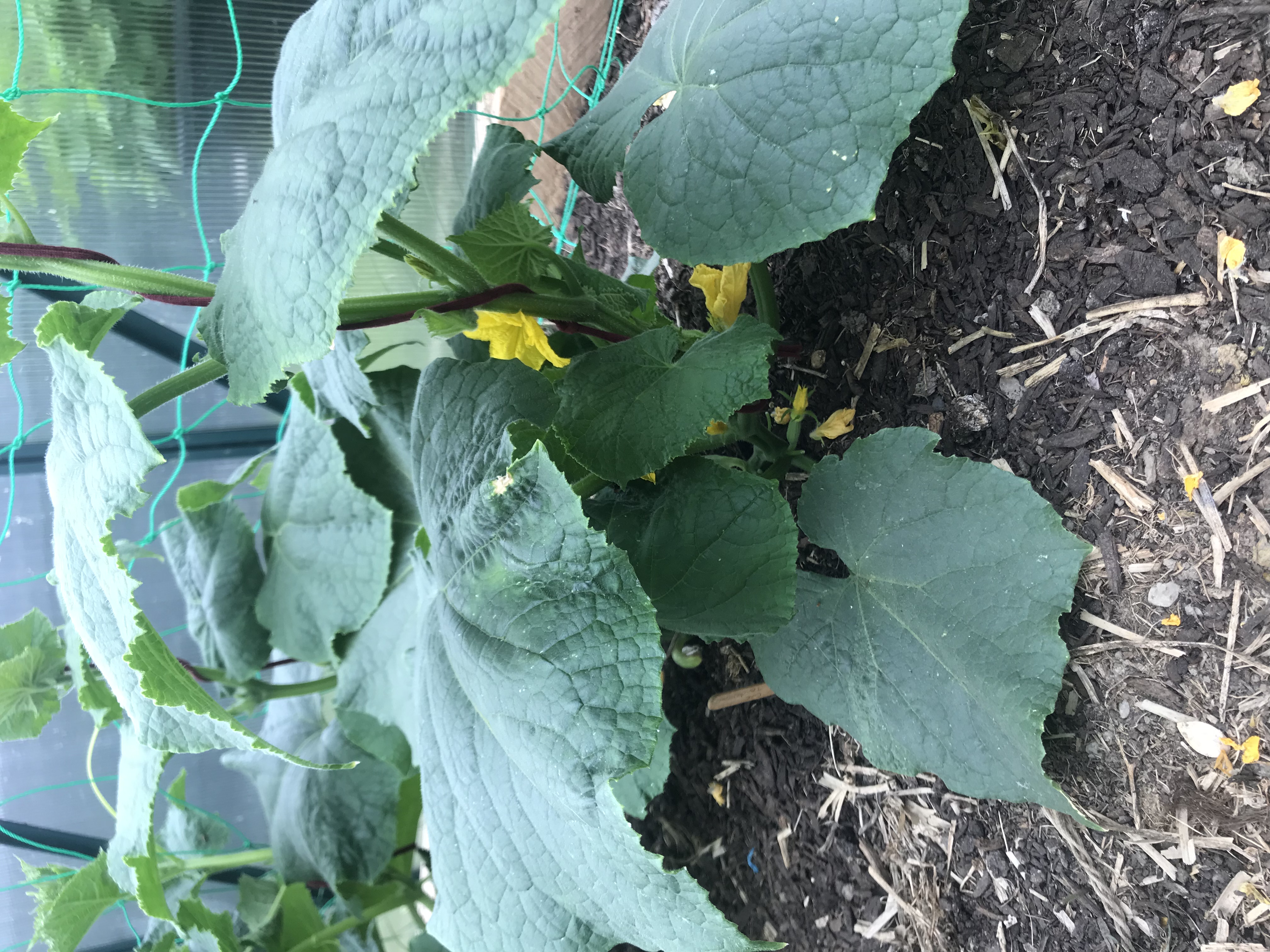 Flowers on the cucumbers 